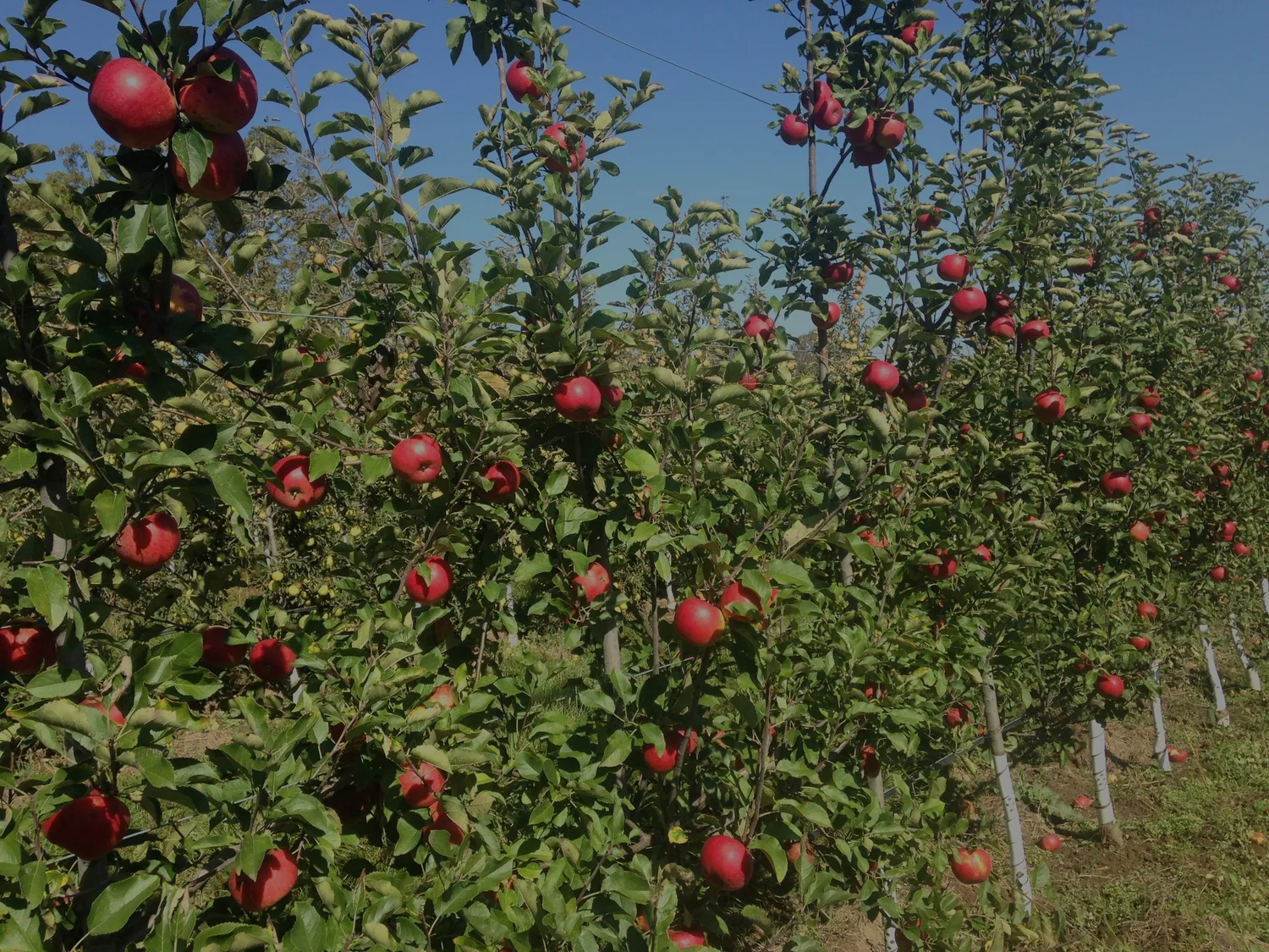 Atoms to Apples photo 10