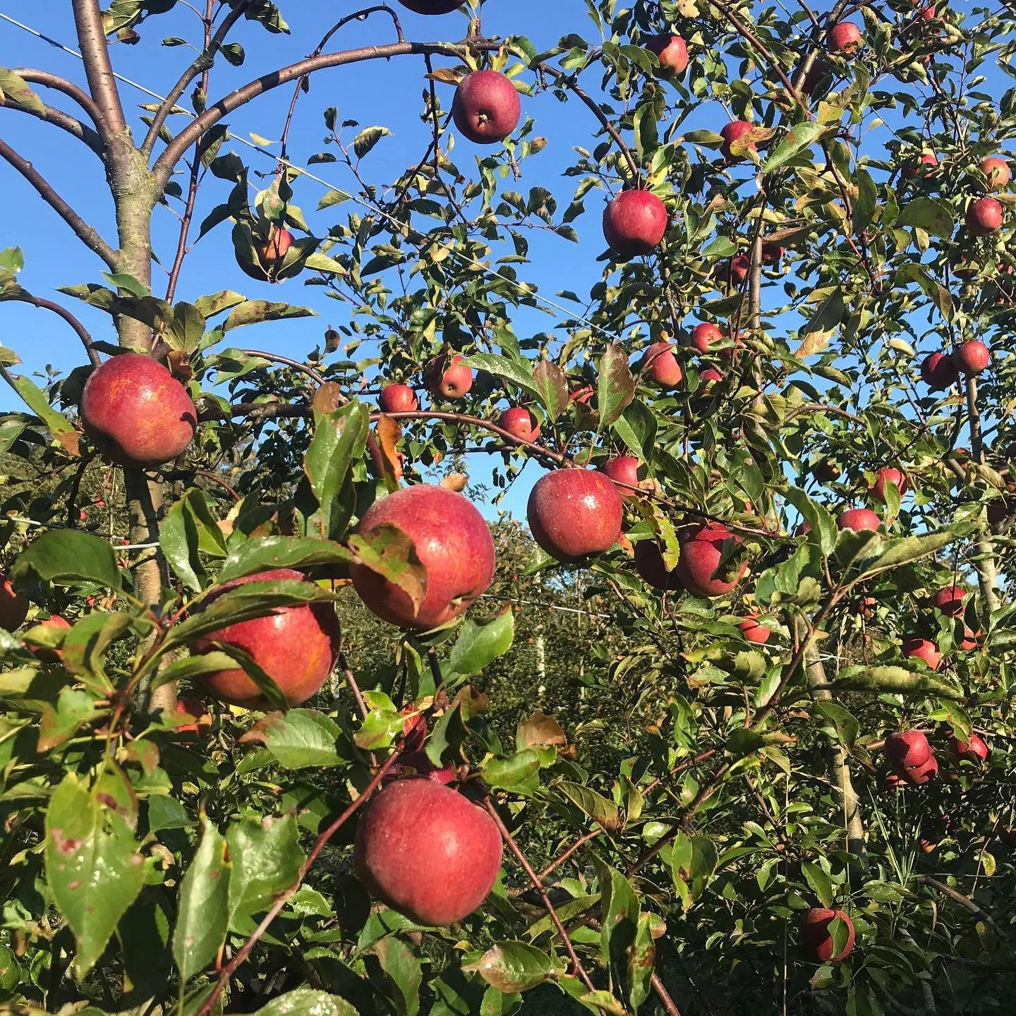 Atoms to Apples photo 13