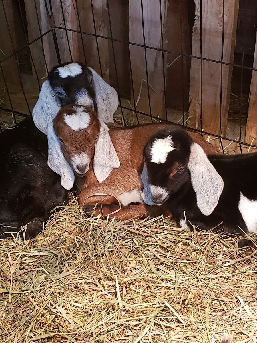 Johnson Family Farm photo 2