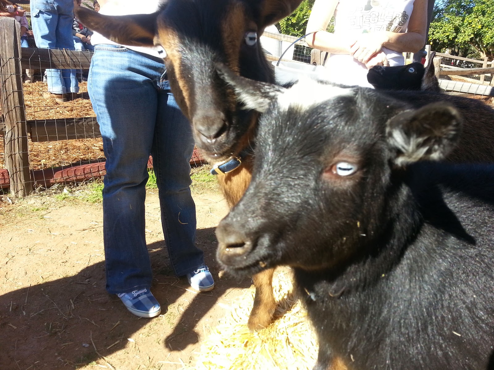 Old Fliegler's Farm photo 3