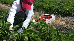 Pine Hill Berry Patch