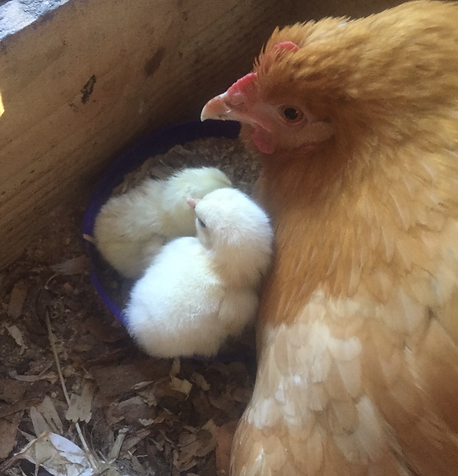 Oak Spring Meadows Farm photo 7