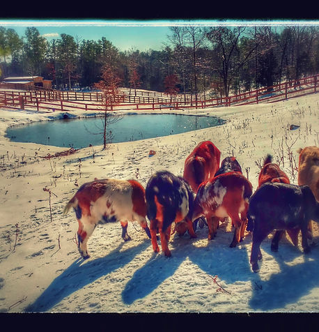Oak Spring Meadows Farm photo 6