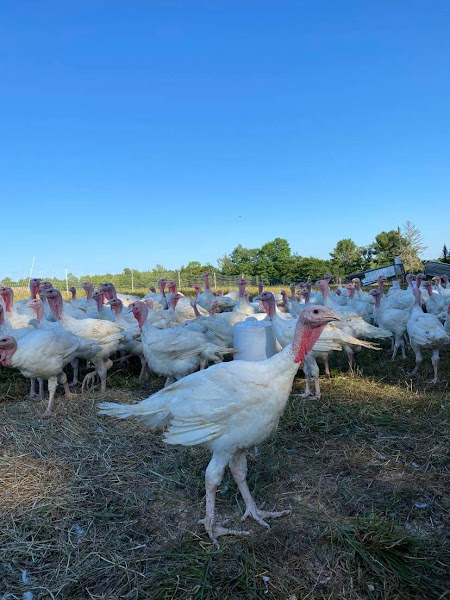 Rainbow Farm photo 3