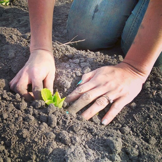 Monroe Family Organics