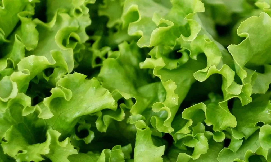 Winter Farmers Market by Grow Oak Ridge