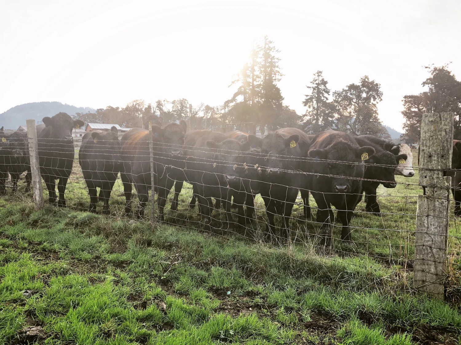Knee Deep Cattle Company photo 32