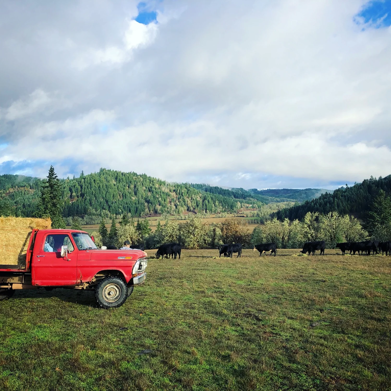 Knee Deep Cattle Company photo 31