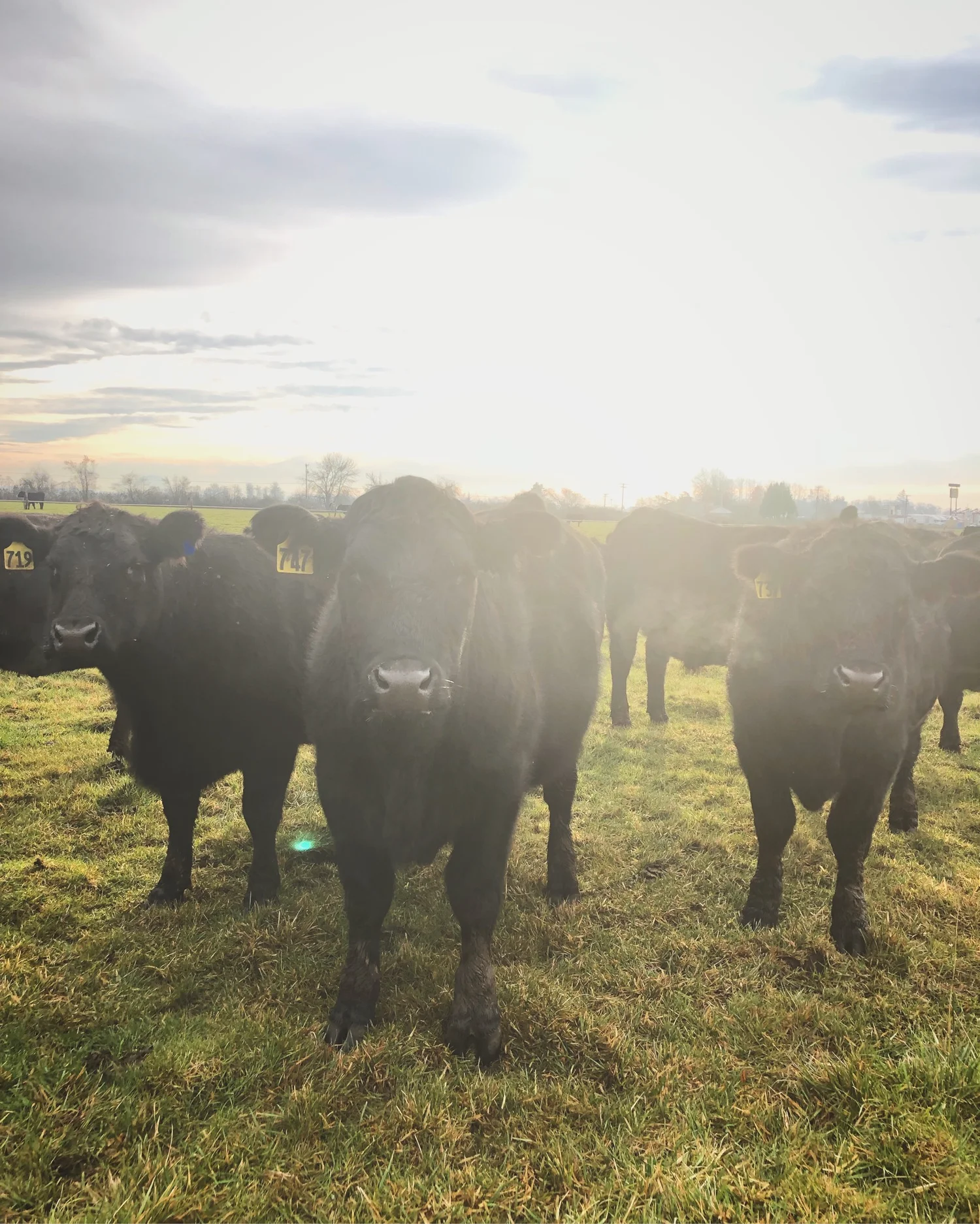 Knee Deep Cattle Company photo 33
