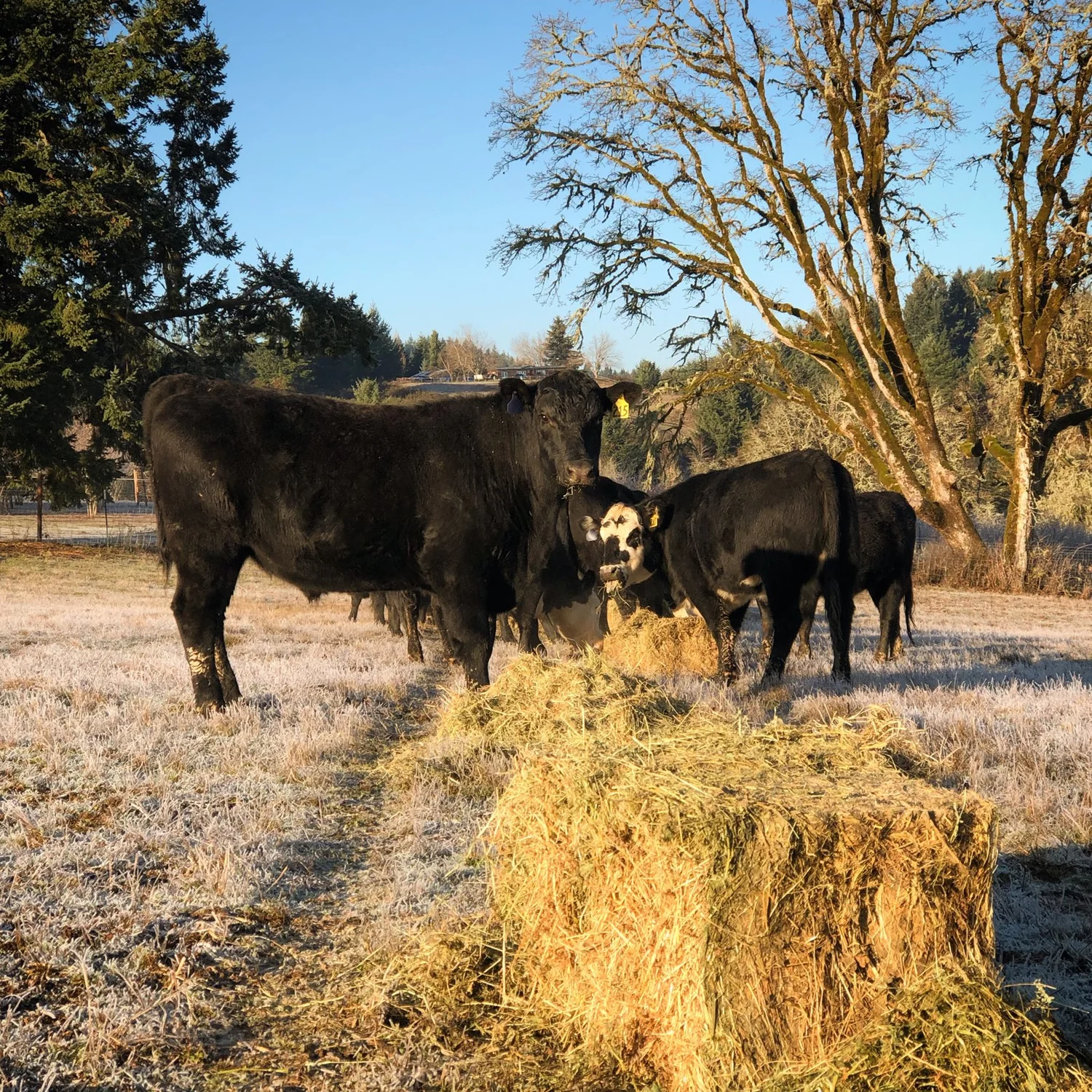 Knee Deep Cattle Company photo 34