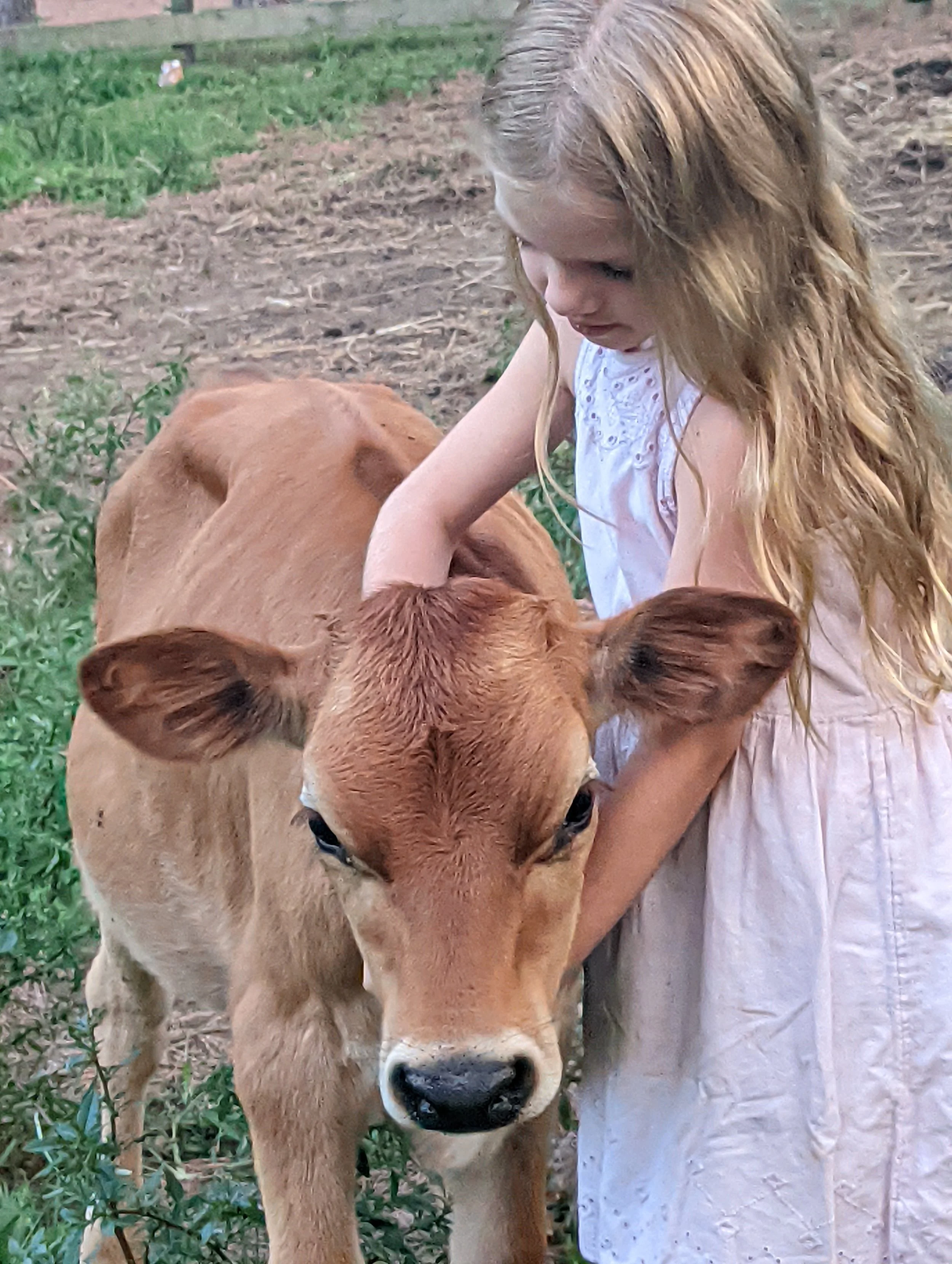 Evening Star Farm photo 4