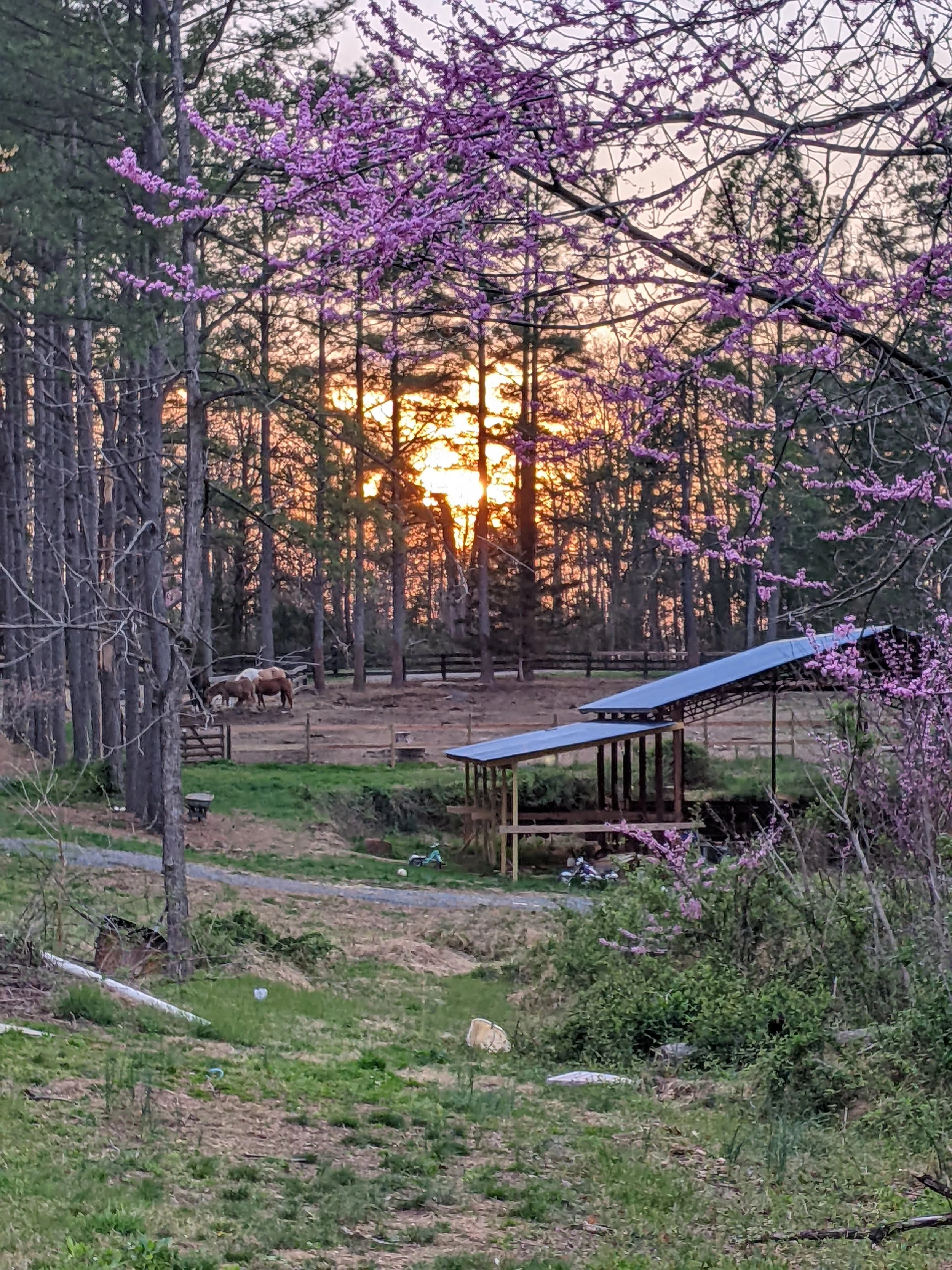 Evening Star Farm photo 5