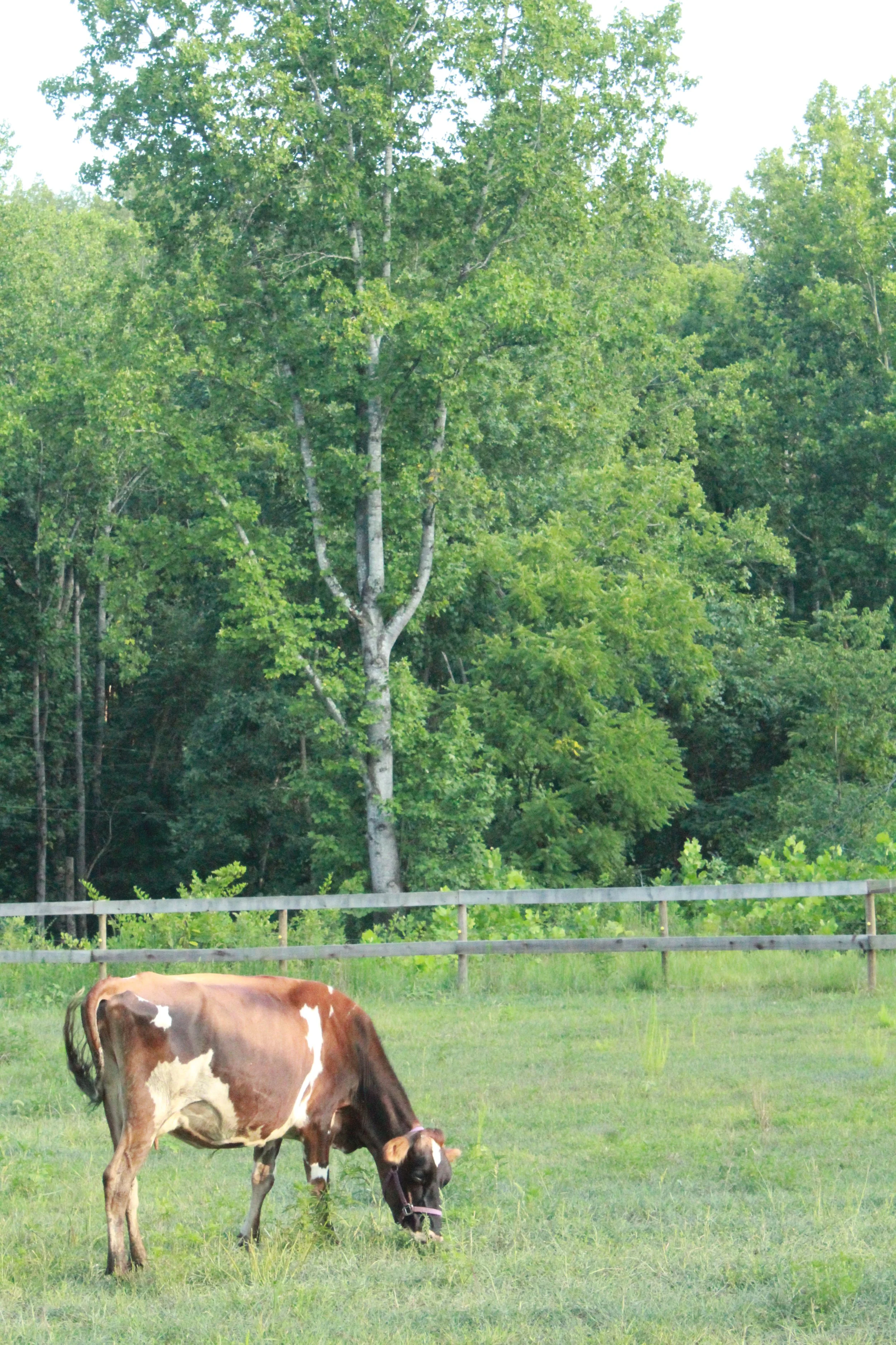 Evening Star Farm photo 6