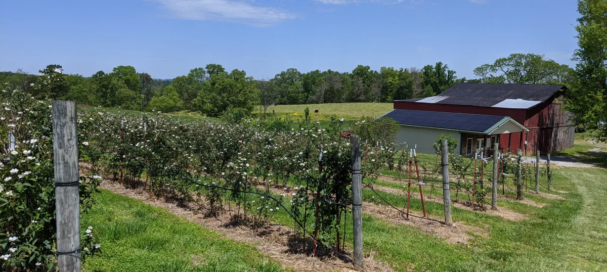 Buffalo Trail Orchard photo 26
