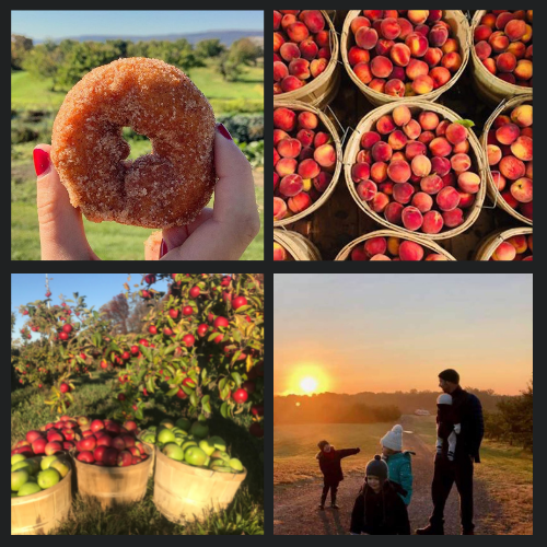 Wright's Farm and Market