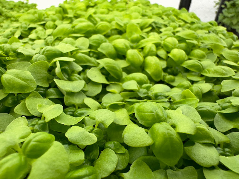 Tiny Leaf Microgreen Farm