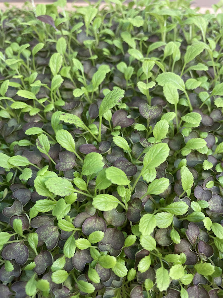 Tiny Leaf Microgreen Farm photo 2