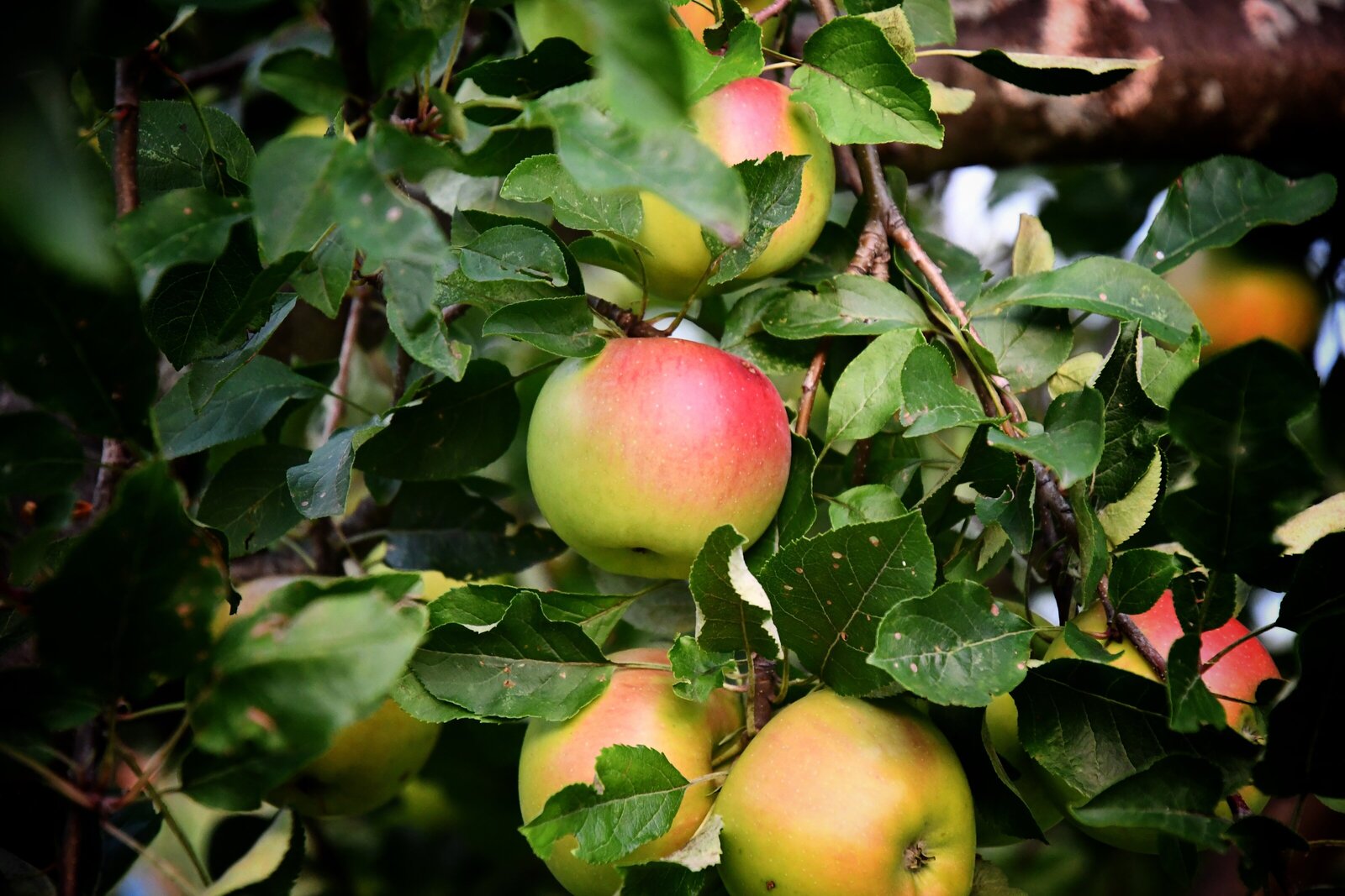 Ørchard Farm Stand - Catawba Island
