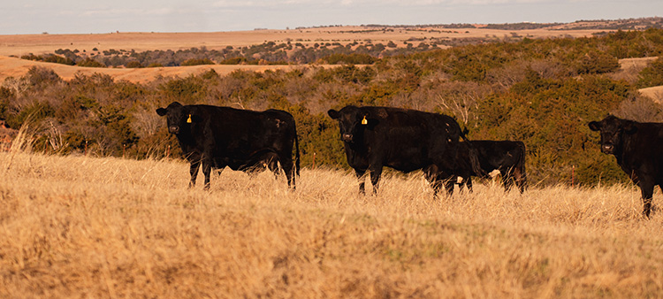 Zabel Cattle Company