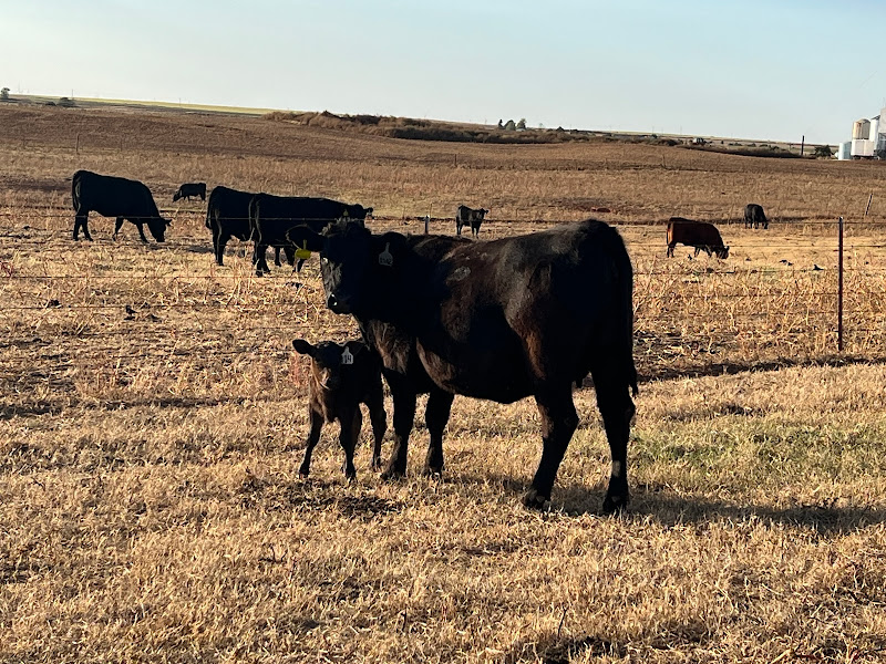 Zabel Cattle Company photo 2