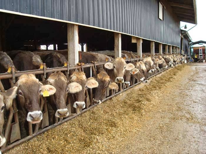 Sweet Donkey Milk of KY