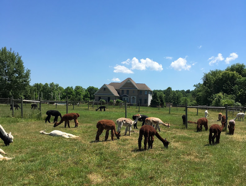 Criation Station Alpaca Farm photo 2