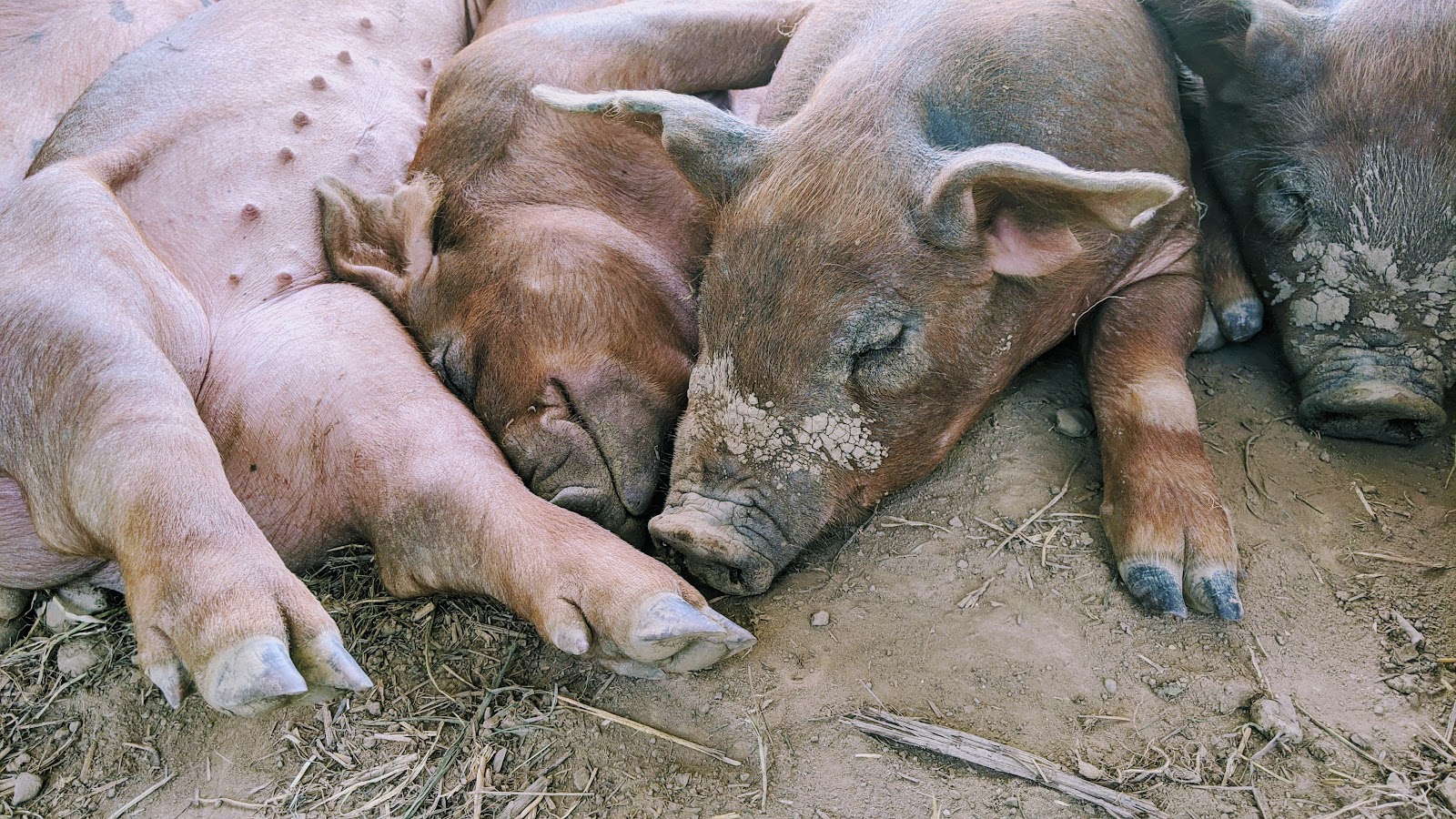 EMMA Acres Farm photo 2