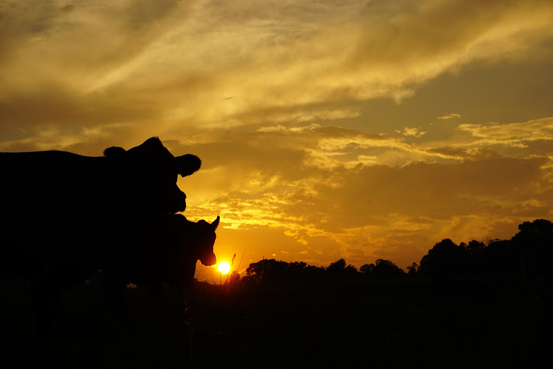 Running T Farms photo 3