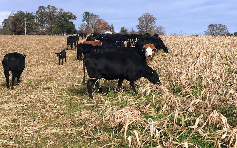 Running T Farms photo 4