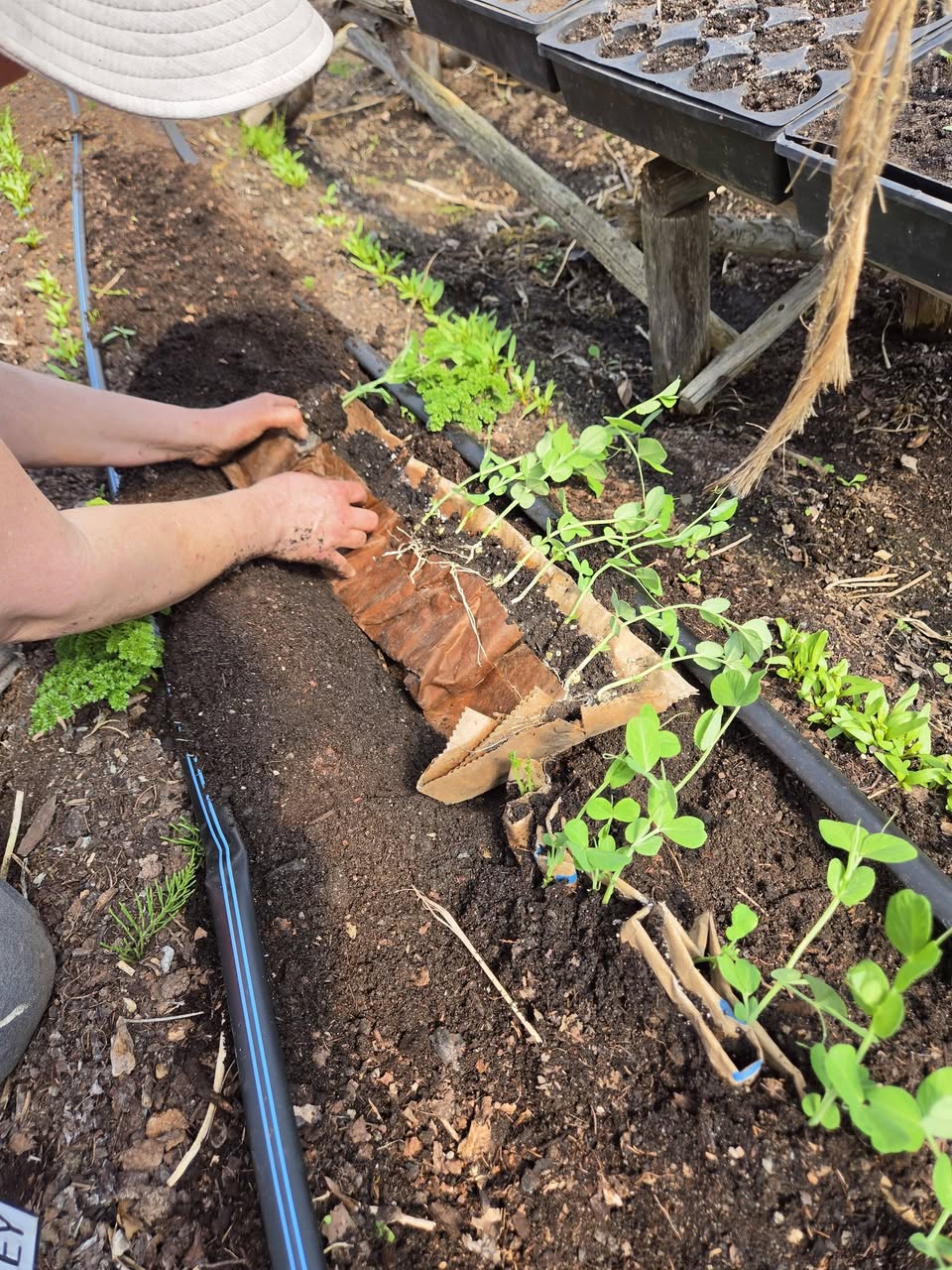 Snakeroot Organic Farm