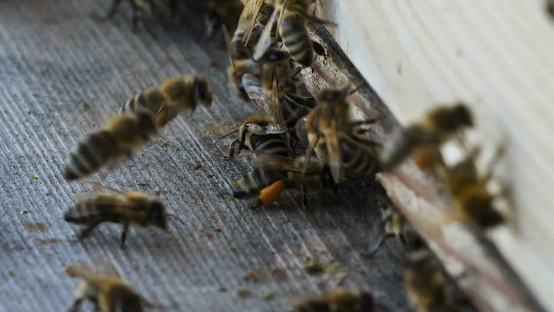 Happy Honey Bee Co., LLC photo 2