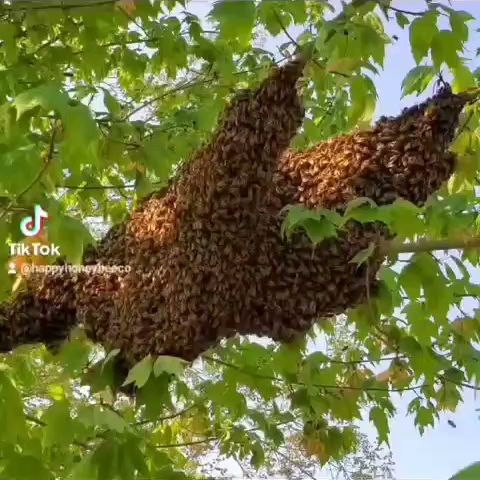 Happy Honey Bee Co., LLC photo 3