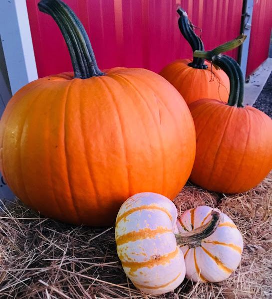 A & M Family Farms photo 6