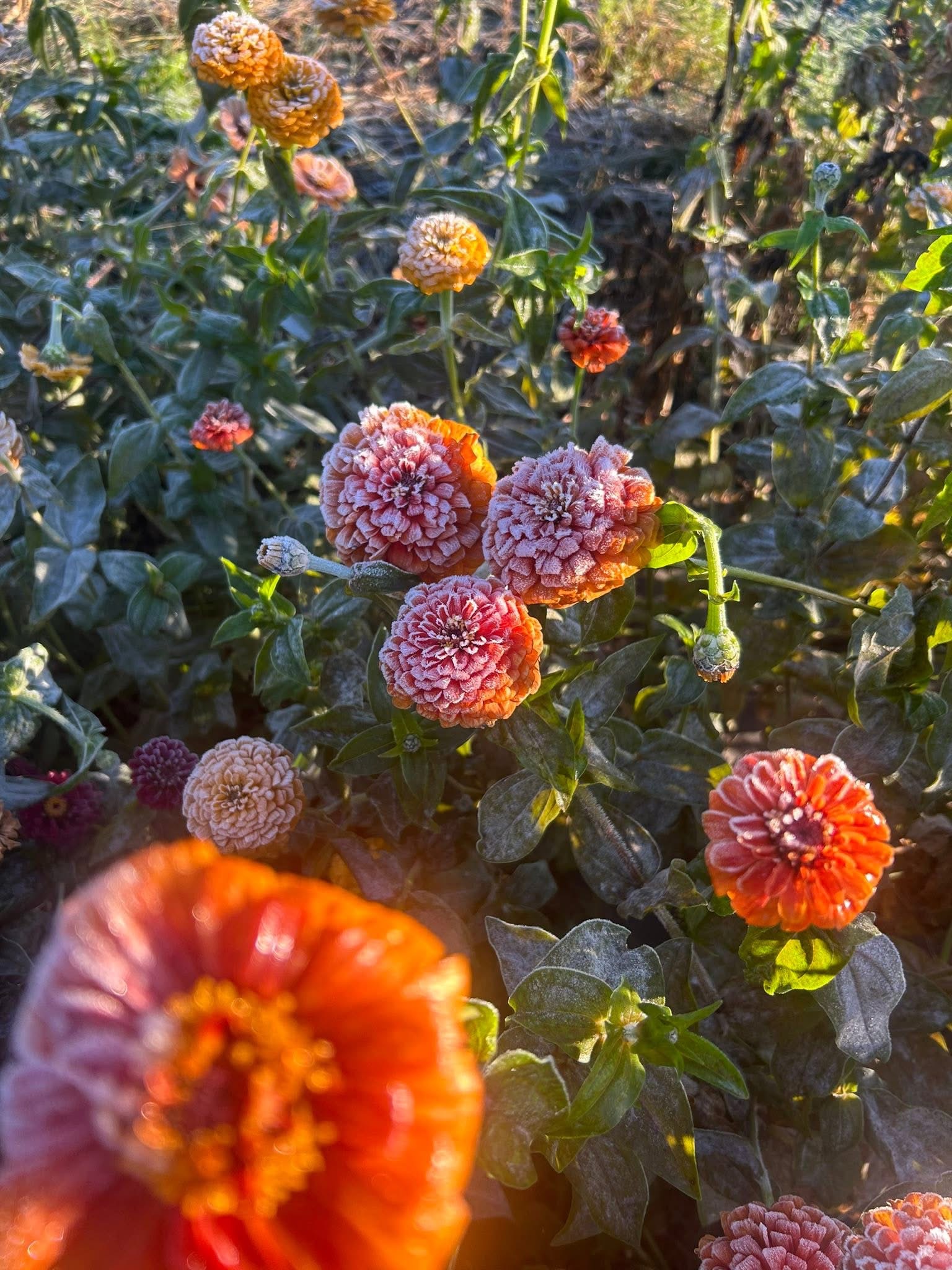 Frostbite Family Farms LLC