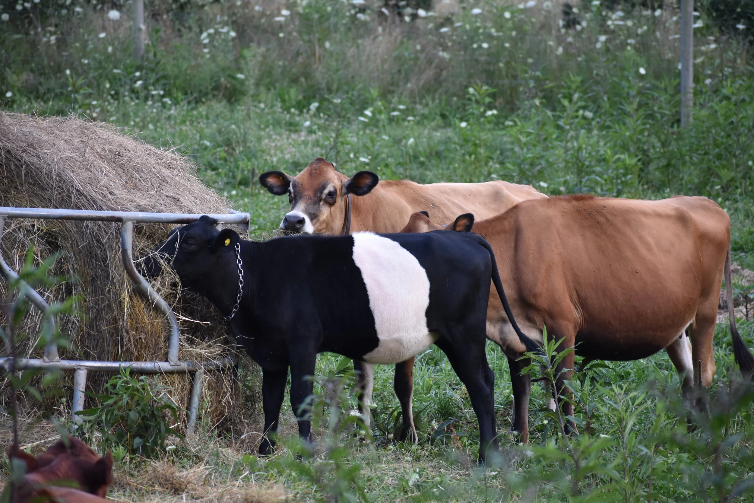 Twin Springs Creamery photo 20