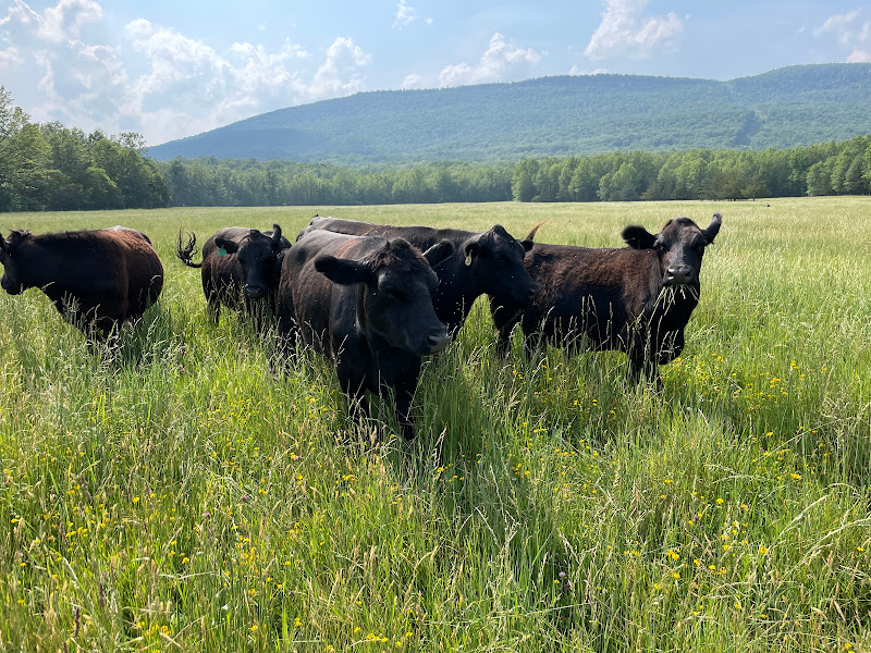 Kiernan Farm Grass Fed Beef