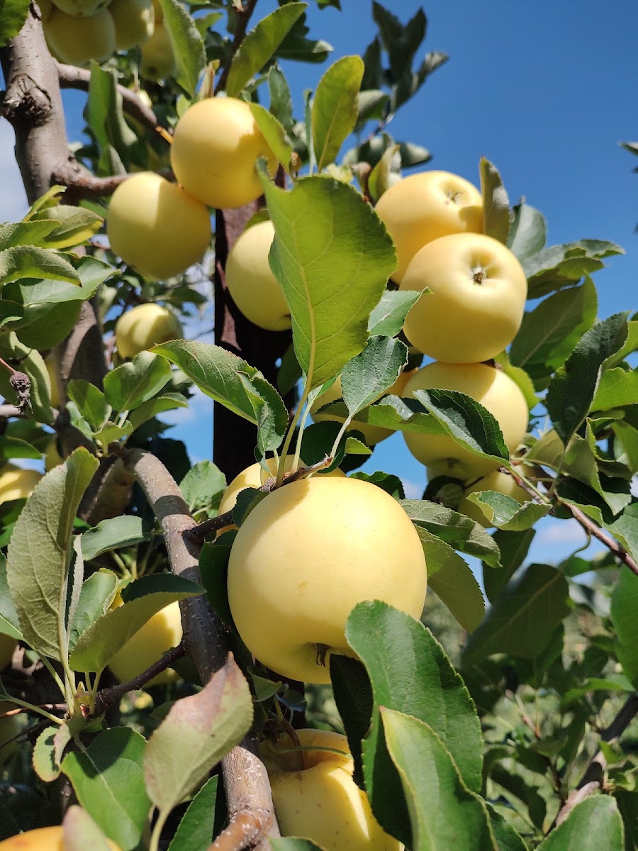 Radke's Orchards photo 2