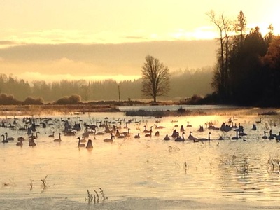Chinook Farms photo 15