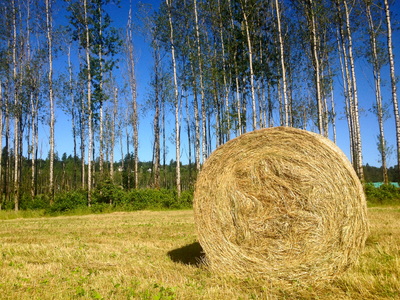 Chinook Farms photo 17