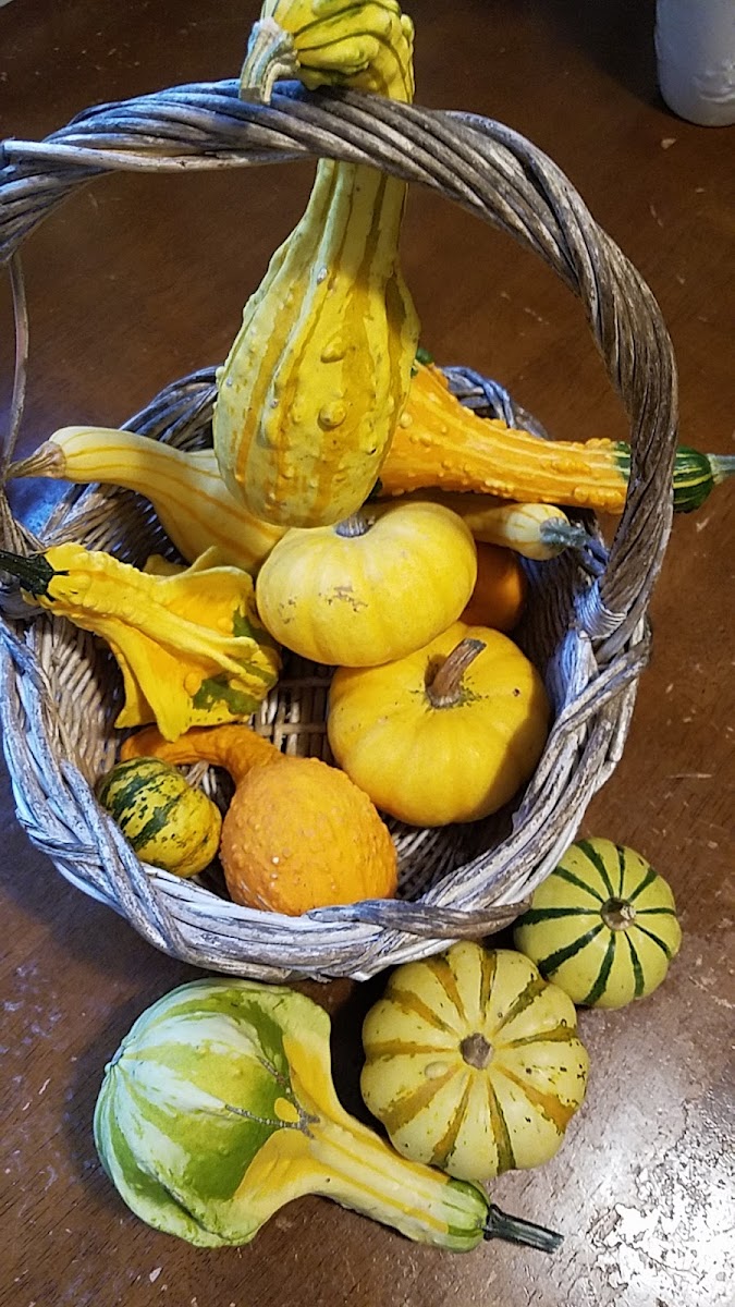 Lynch Mill Creek Farm photo 2