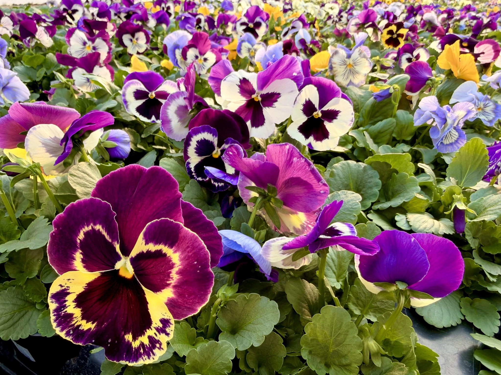 Oak Grove Farms CSA Program