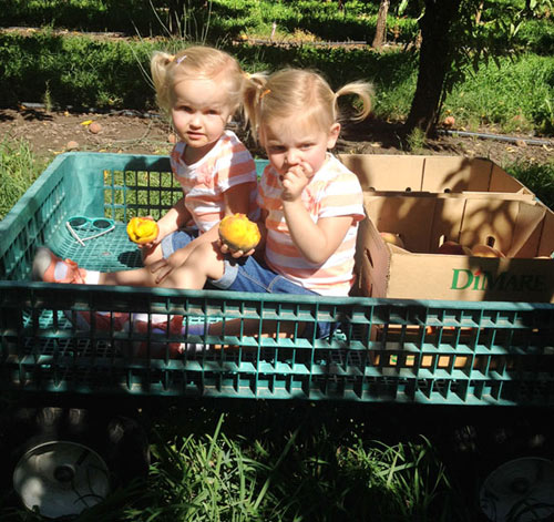 Orchard Valley Farms and Market