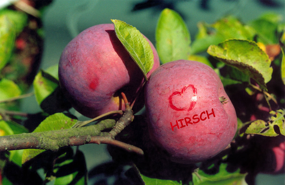 Hirsch Fruit Farm photo 21