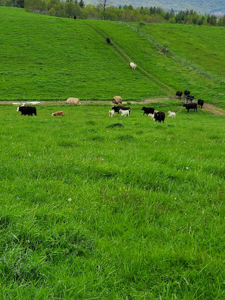 Mountain View Farm