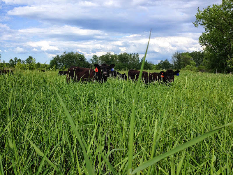 Pettit Pastures Llc.