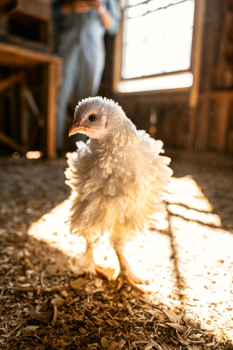 Maranatha Farms photo 2