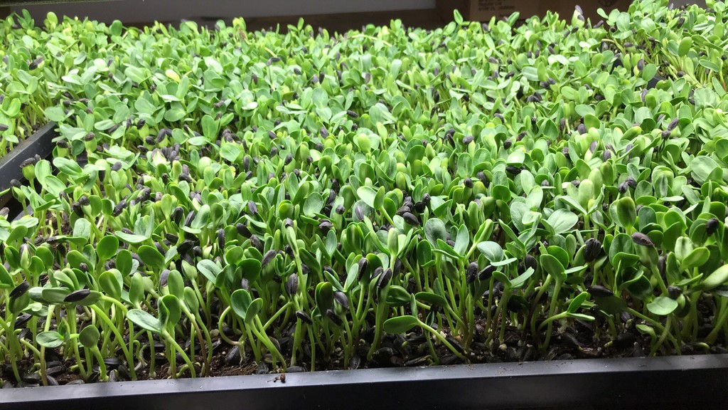 C&L Farms Grows, LLC