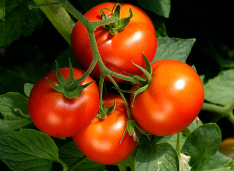 Eagle's Harvest Produce