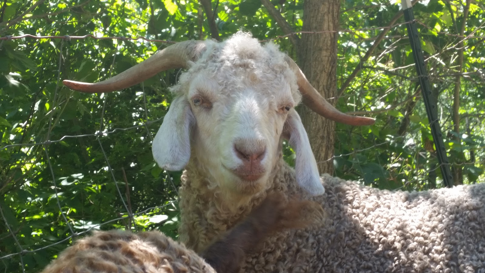 Austin's Rush Creek Farm
