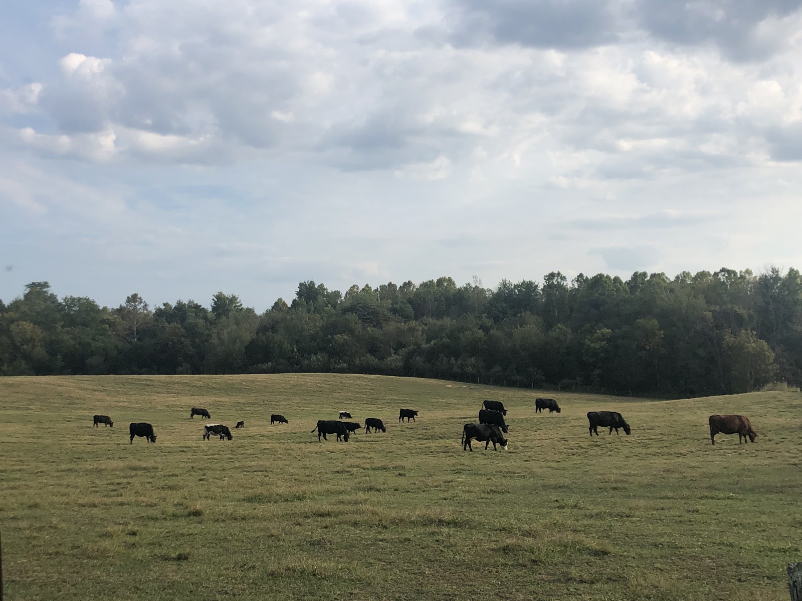Lick Creek Beef--J Buchheit Farm